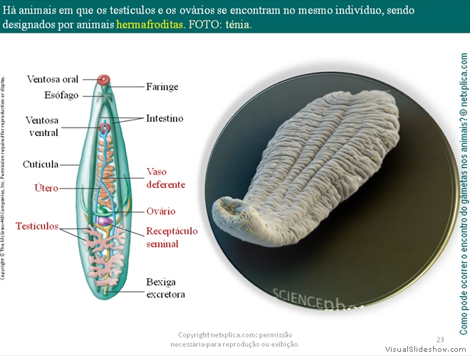 Diapositivo23