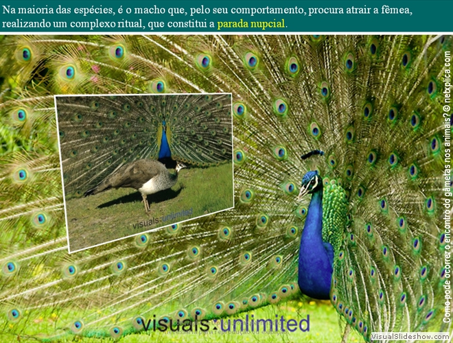 Diapositivo49