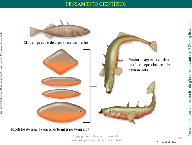 Diapositivo59