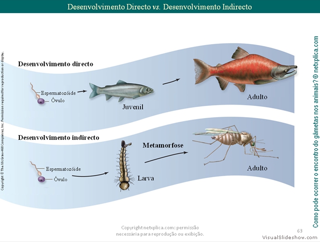 Diapositivo63