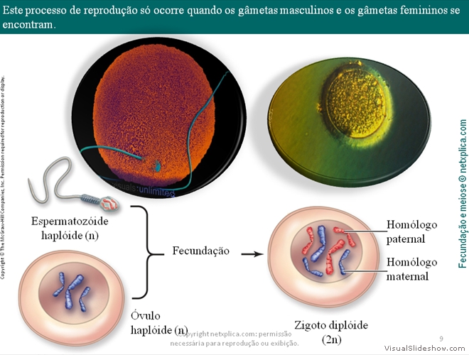 Diapositivo9