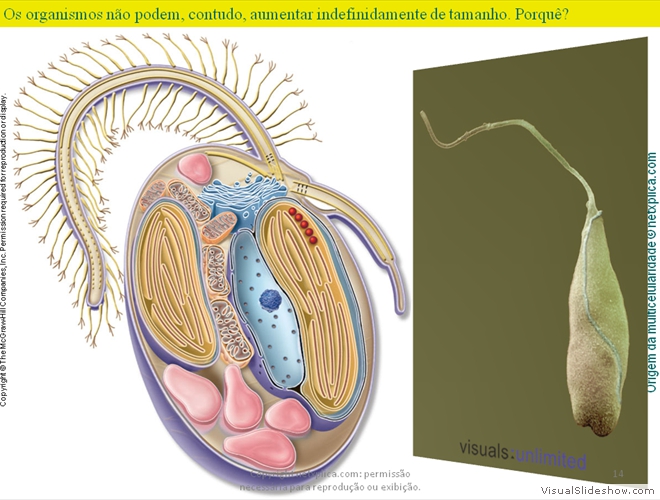 Diapositivo14