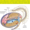 Diapositivo18