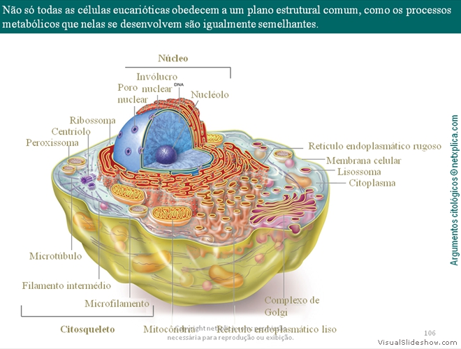 Diapositivo106