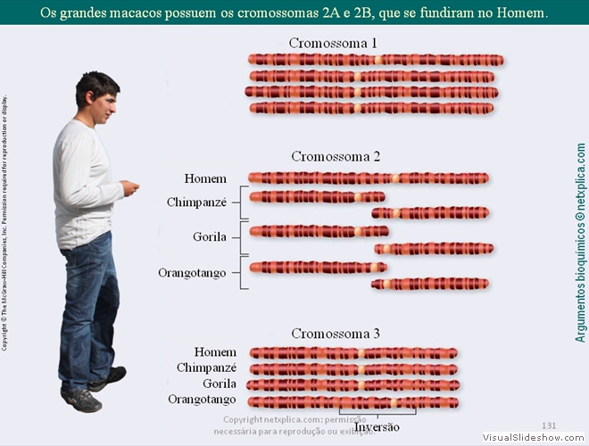 Diapositivo131