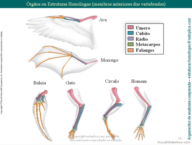 Diapositivo14