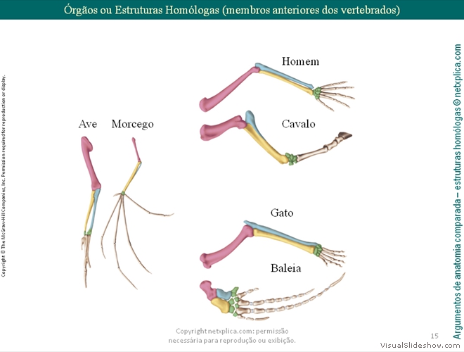 Diapositivo15