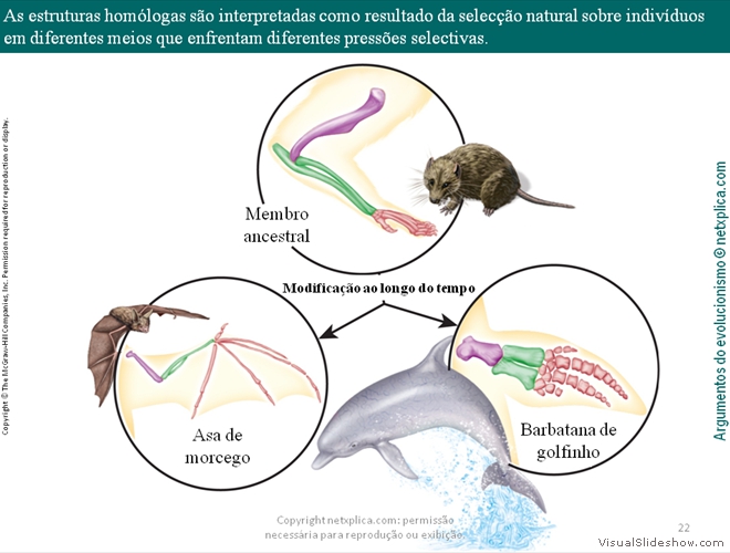 Diapositivo22