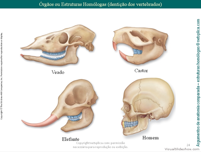 Diapositivo24