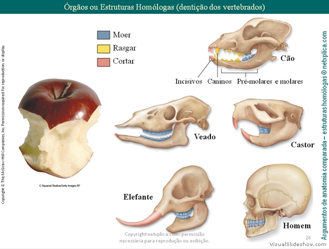 Diapositivo26