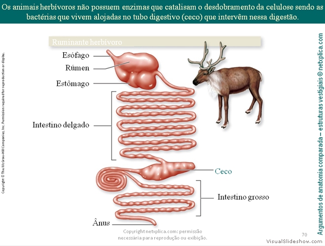 Diapositivo70