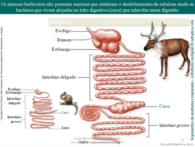 Diapositivo71