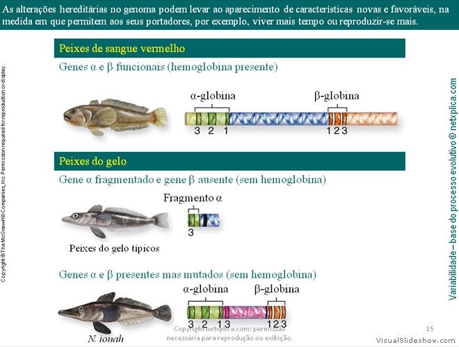 Diapositivo15