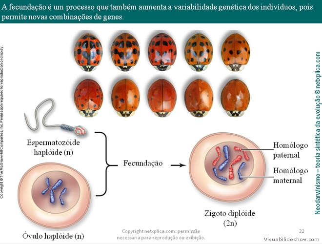 Diapositivo22