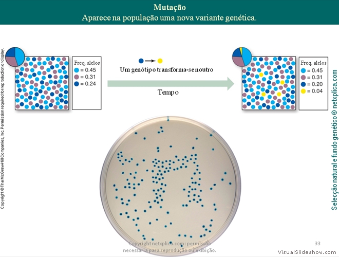 Diapositivo33