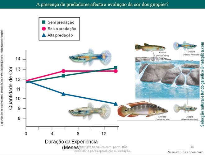 Diapositivo38