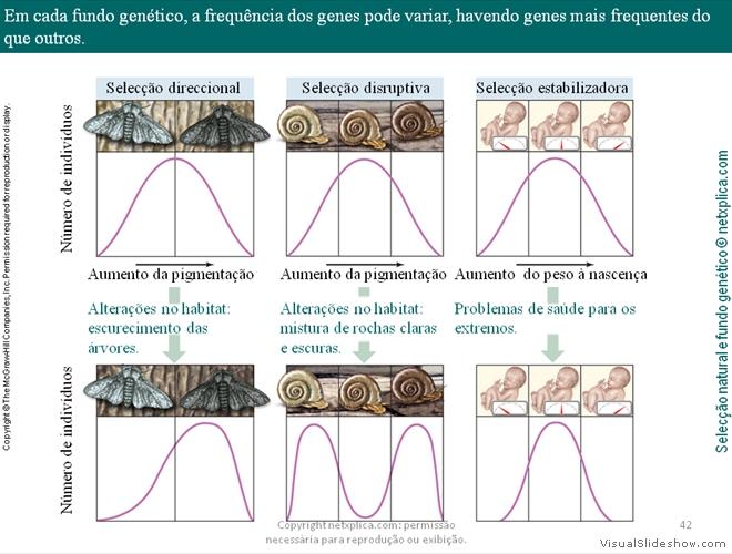 Diapositivo42