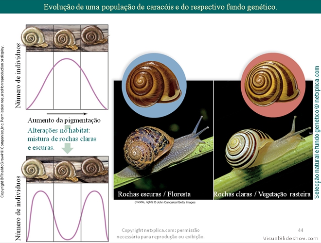 Diapositivo44