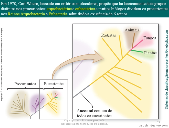 Diapositivo33