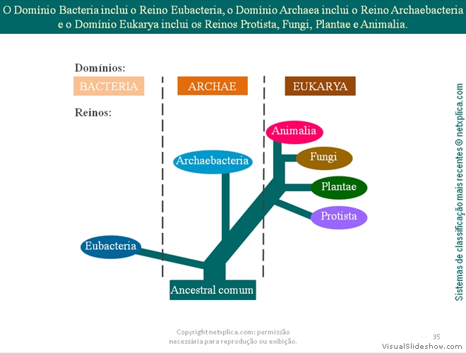 Diapositivo35