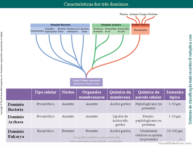 Diapositivo42