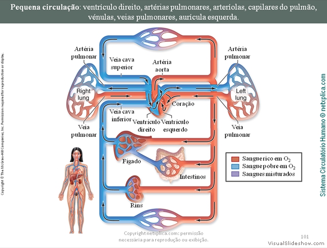 Diapositivo101