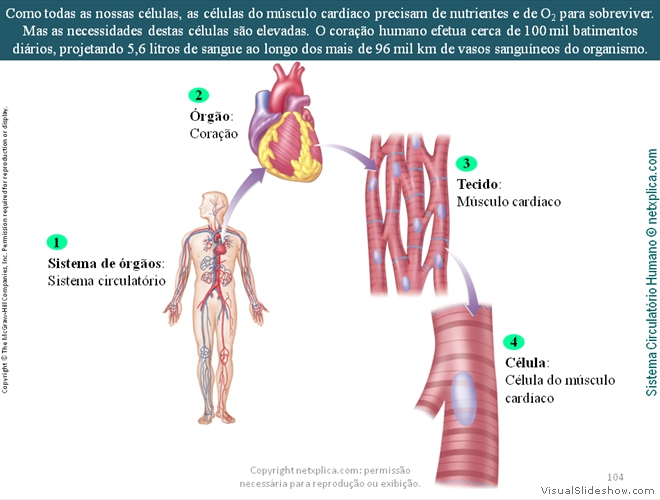 Diapositivo104