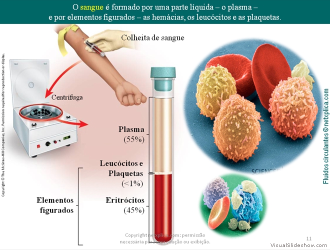 Diapositivo11