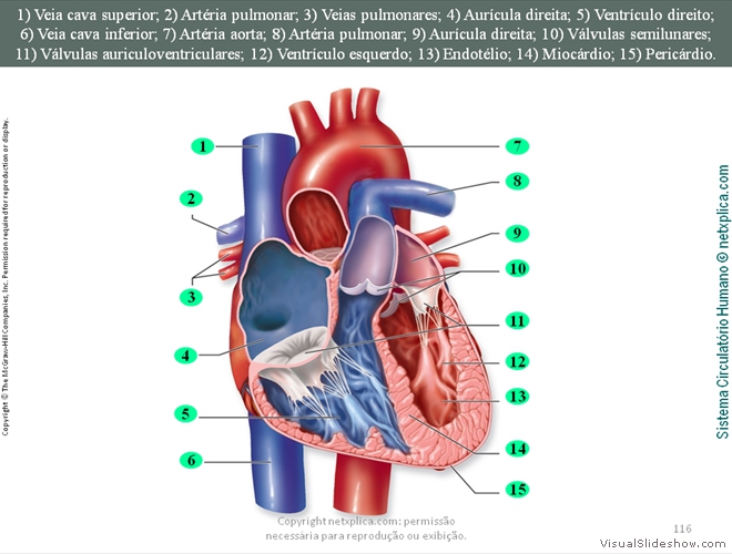 Diapositivo116