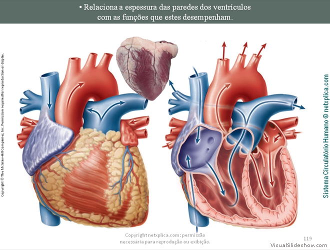 Diapositivo119