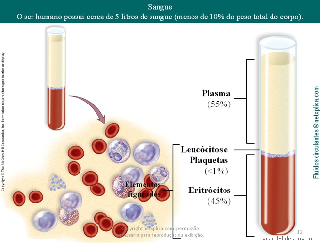 Diapositivo12