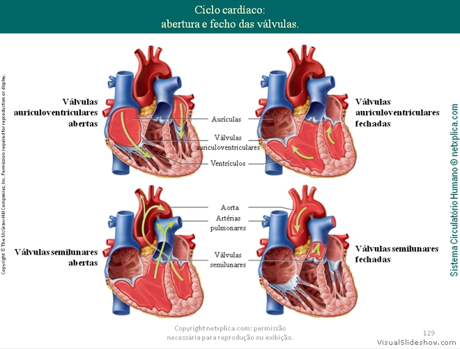 Diapositivo129