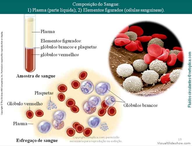 Diapositivo13