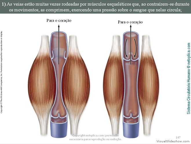 Diapositivo147