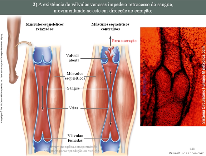 Diapositivo148