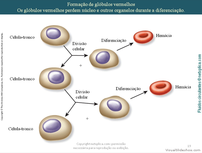 Diapositivo19