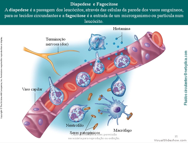 Diapositivo35