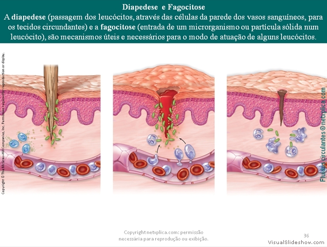 Diapositivo36