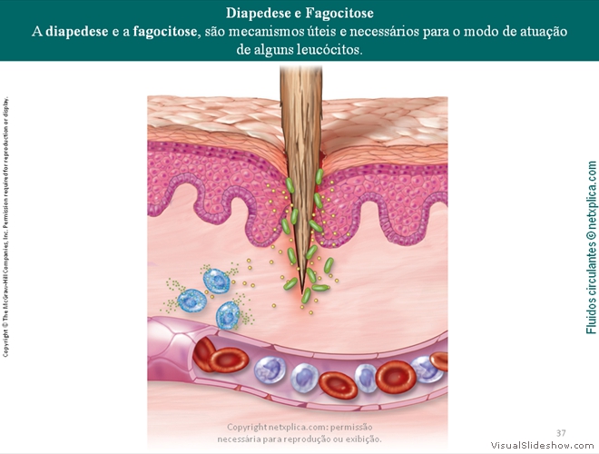 Diapositivo37