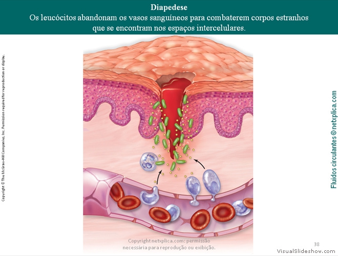 Diapositivo38