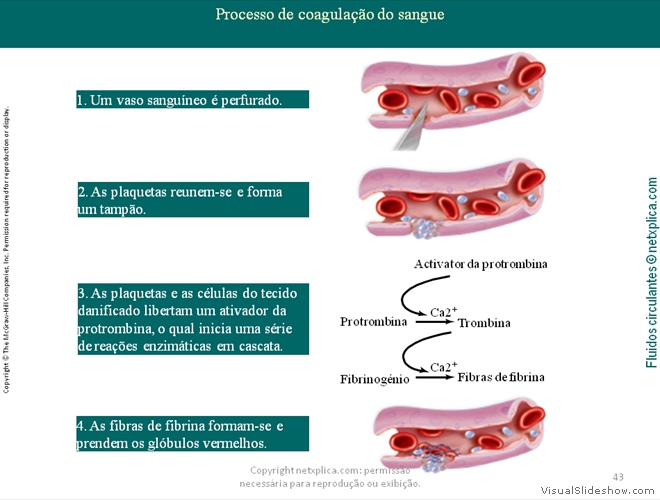 Diapositivo43