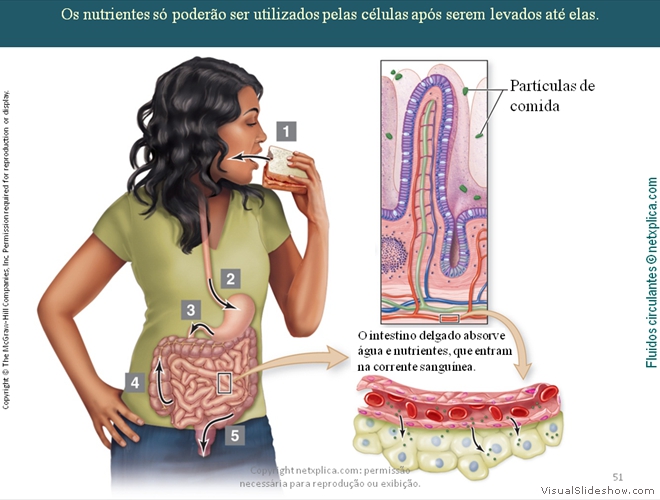 Diapositivo51