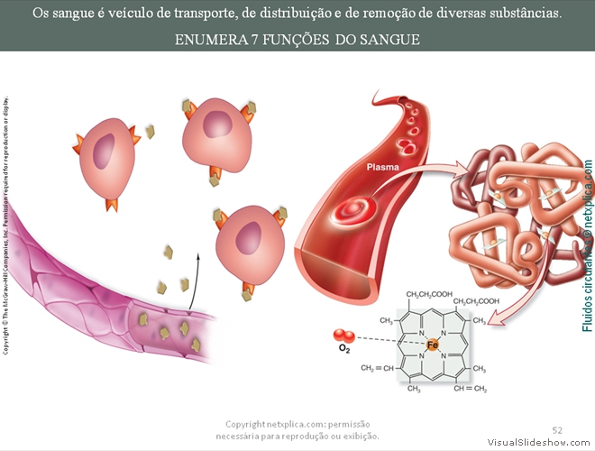 Diapositivo52