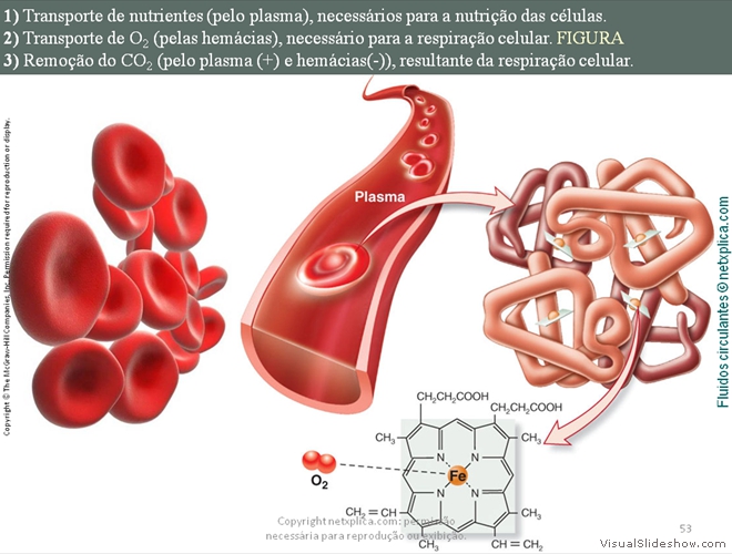 Diapositivo53