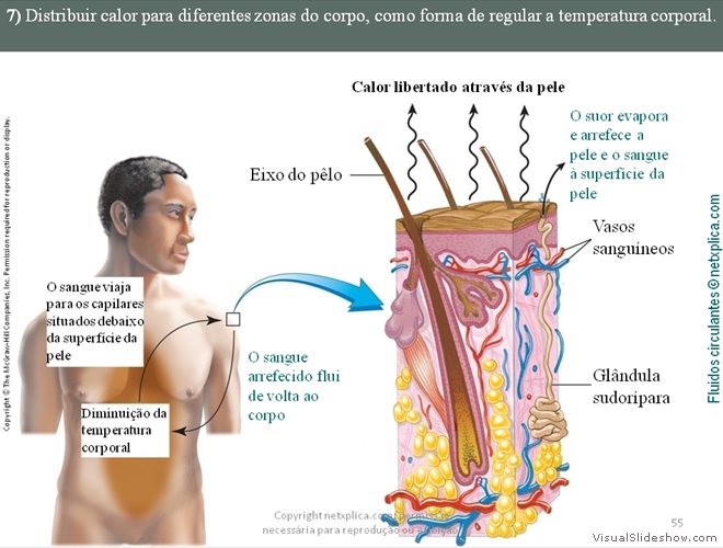 Diapositivo55