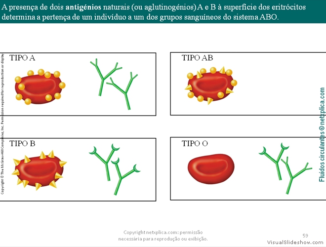 Diapositivo59