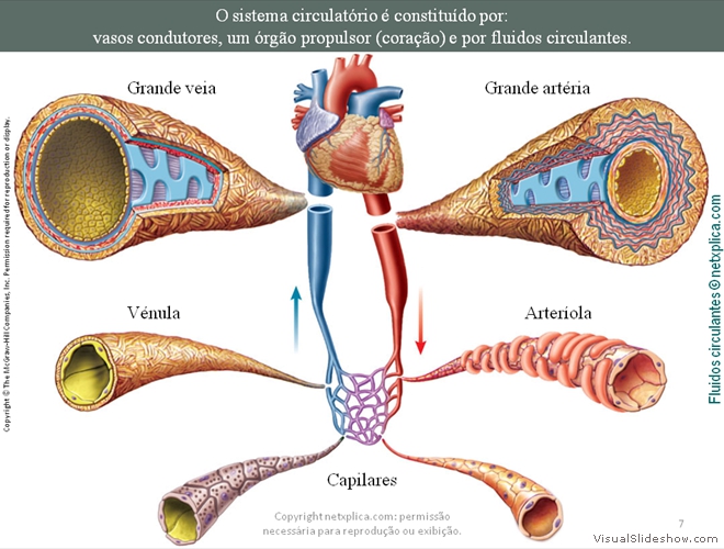 Diapositivo7