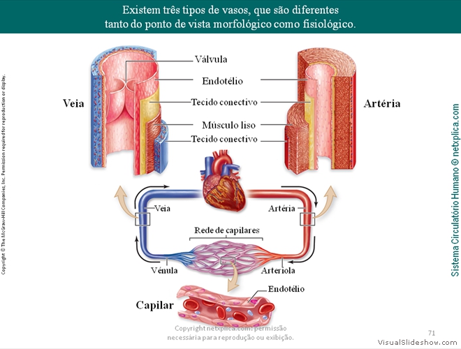 Diapositivo71