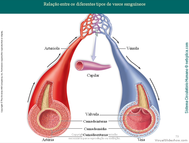 Diapositivo73