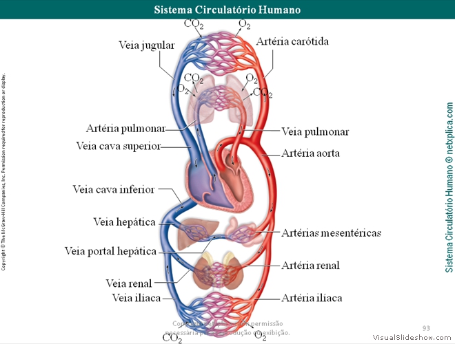 Diapositivo93